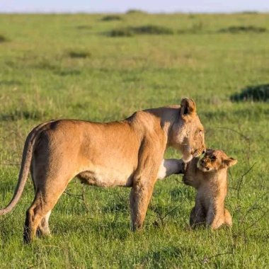 Leopar serengeti tanzanyasında ağaçta, Leopar Afrika ovasında gün batımında ağaca tırmanıyor.