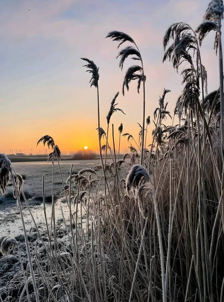 Moody Winter Boardwalk Through Marshland in Black and White  Bare Trees and Wooden Path in Quiet Nature Reserve