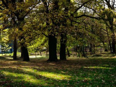 Huysuz Kış Sahil Yolu Siyah ve Beyaz Çıplak Ağaçlar ve Sessiz Doğa Koruma Alanındaki Ahşap Yol