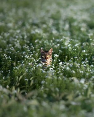 Vahşi Tilki Çayırda Kamuflaj Etti Gizemli Yırtıcı Uzun Çimenler ve Doğal Yaşam Alanında Beyaz Çiçekler Arıyor