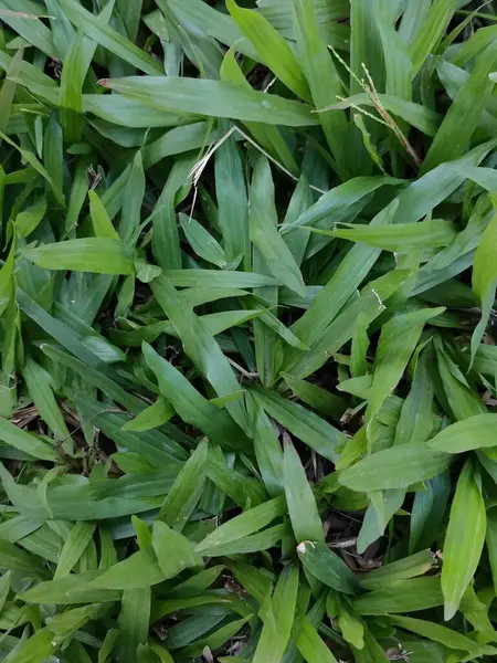 Huysuz Kış Sahil Yolu Siyah ve Beyaz Çıplak Ağaçlar ve Sessiz Doğa Koruma Alanındaki Ahşap Yol