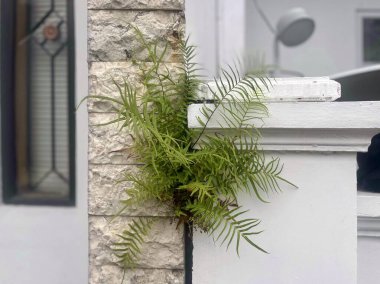 Evin iki duvarı arasında büyüyen yabani bitkiler.