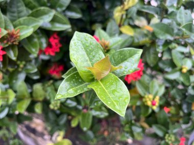 Islak Ixora Chinensis bitki yapraklarının yakın görüntüsü