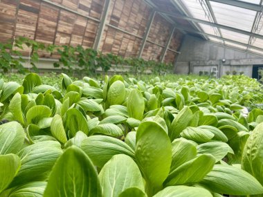 Çatı katında hidrofonik çiftçilik ve Greenhost Butik Hotel Yogyakarta 'da çeşitli bitkiler.