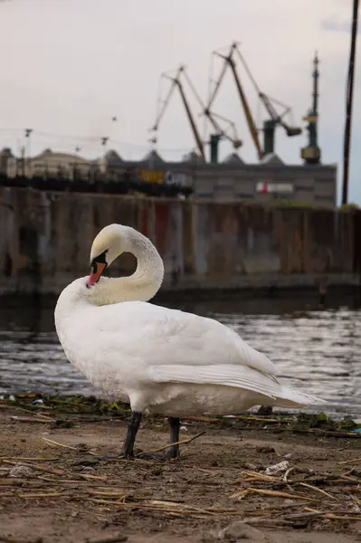 Arka planda eski gemi ve metal figürlerin parçaları ve kuğular.