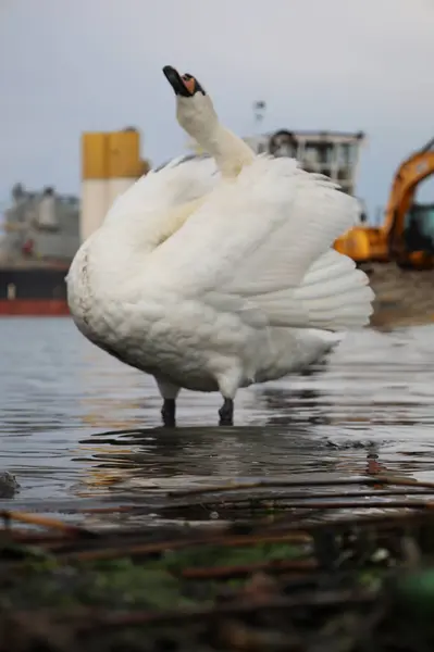 Arka planda eski gemi ve metal figürlerin parçaları ve kuğular.