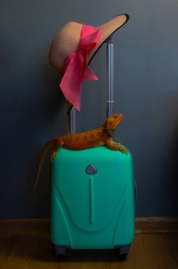 agama kertenkelesi tatile gider, kitaplarla, gözlüklerle, telefonla bavulun üstüne oturur.