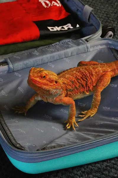 agama kertenkelesi tatile gider, kitaplarla, gözlüklerle, telefonla bavulun üstüne oturur.