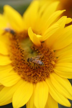 Bir ayçiçeğinin üzerindeki bir arının makro fotoğrafı