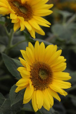 Bir ayçiçeğinin üzerindeki bir arının makro fotoğrafı