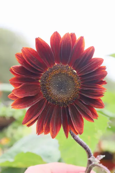 Bir ayçiçeğinin üzerindeki bir arının makro fotoğrafı