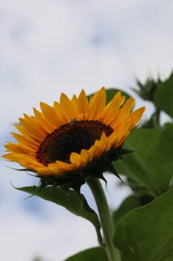 Bir ayçiçeğinin üzerindeki bir arının makro fotoğrafı