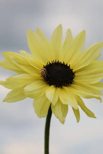 Bir ayçiçeğinin üzerindeki bir arının makro fotoğrafı