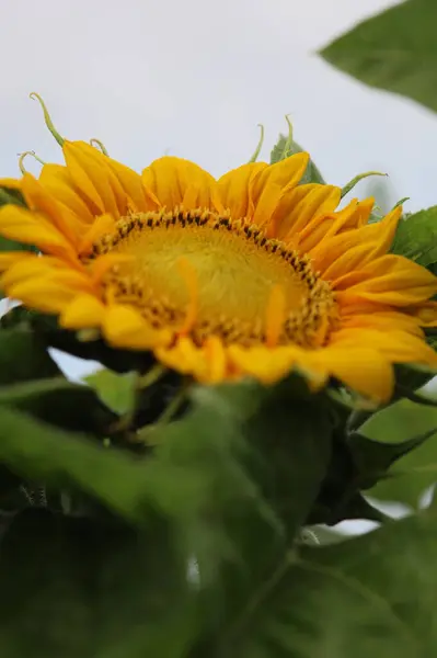 Bir ayçiçeğinin üzerindeki bir arının makro fotoğrafı
