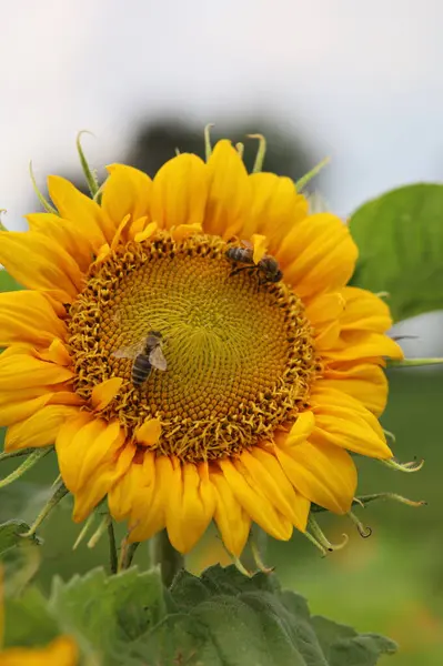 Bir ayçiçeğinin üzerindeki bir arının makro fotoğrafı