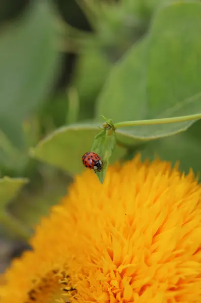 Bir ayçiçeğinin üzerindeki bir arının makro fotoğrafı