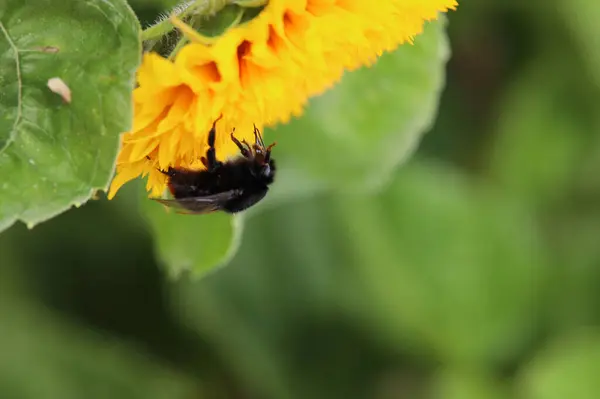 Bir ayçiçeğinin üzerindeki bir arının makro fotoğrafı