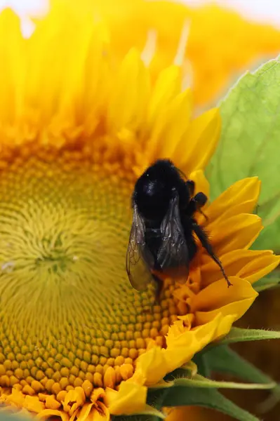 Bir ayçiçeğinin üzerindeki bir arının makro fotoğrafı