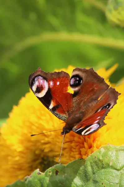 Bir ayçiçeğinin üzerindeki bir arının makro fotoğrafı