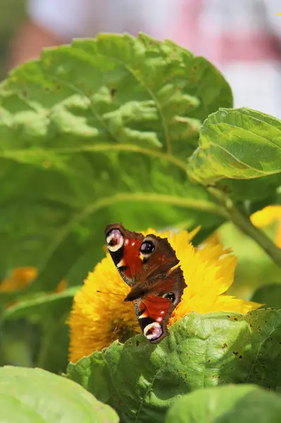 Bir ayçiçeğinin üzerindeki bir arının makro fotoğrafı