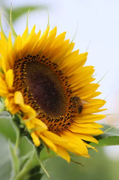 Bir ayçiçeğinin üzerindeki bir arının makro fotoğrafı