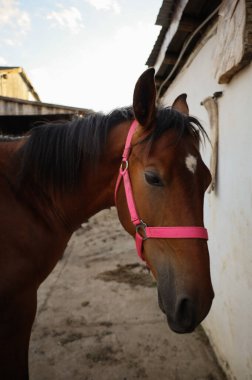 Genç at yazın tarlada.