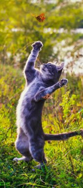 Sevdiğin parkın ortasında sevimli kedilerle ve güzel kelebeklerle dans etmek.