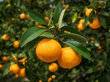 Olgunlaşmış meyve portakal ağaçlarıyla. 