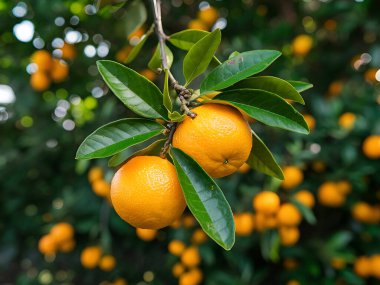 Olgun meyveler ve portakal bahçeli portakal ağaçları