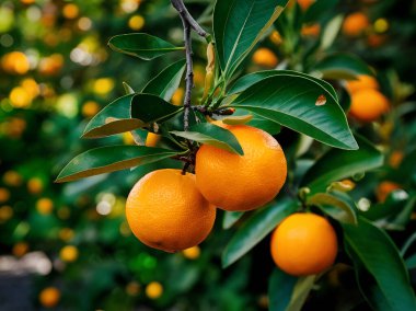 Olgun meyveler ve portakal bahçeli portakal ağaçları