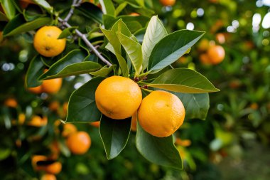 Olgun meyveler ve portakal bahçeli portakal ağaçları