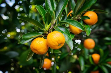 Olgun meyveler ve portakal bahçeli portakal ağaçları