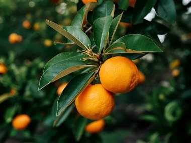 Olgun meyveler ve portakal bahçeli portakal ağaçları