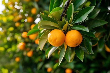 Olgun meyveler ve portakal bahçeli portakal ağaçları