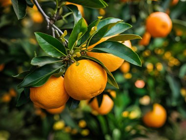 Olgun meyveler ve portakal bahçeli portakal ağaçları