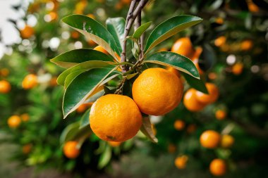Olgun meyveler ve portakal bahçeli portakal ağaçları