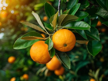 Olgun meyveler ve portakal bahçeli portakal ağaçları
