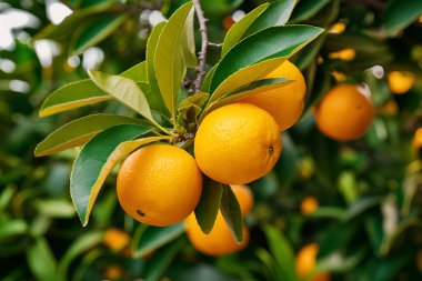 Olgun meyveler ve portakal bahçeli portakal ağaçları