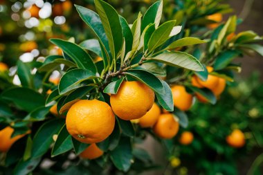 Olgun meyveler ve portakal bahçeli portakal ağaçları