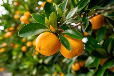 Olgunlaşmış meyve portakal ağaçlarıyla