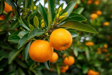 Olgunlaşmış meyve portakal ağaçlarıyla