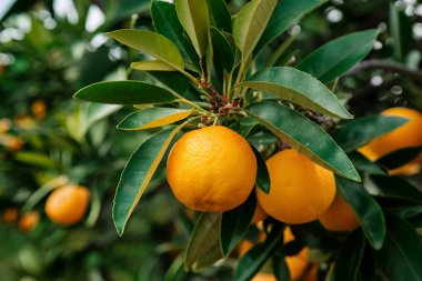 Olgunlaşmış meyve portakal ağaçlarıyla