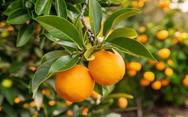 Olgunlaşmış meyve portakal ağaçlarıyla