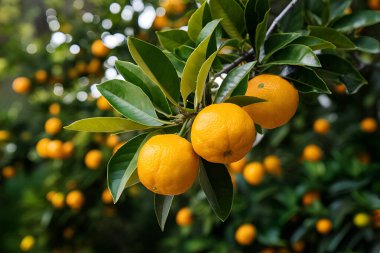 Olgunlaşmış meyve portakal ağaçlarıyla