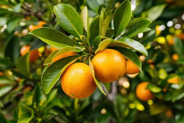 Olgunlaşmış meyve portakal ağaçlarıyla