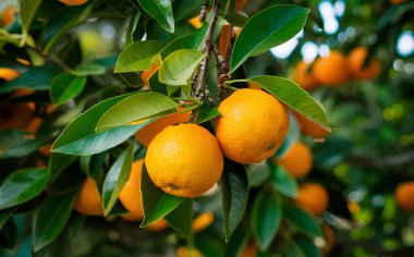 Olgunlaşmış meyve portakal ağaçlarıyla