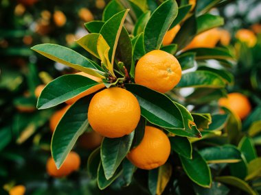Olgunlaşmış meyve portakal ağaçlarıyla