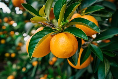 Olgunlaşmış meyve portakal ağaçlarıyla