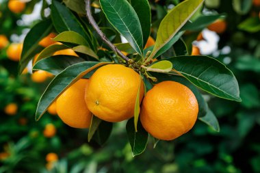 Olgunlaşmış meyve portakal ağaçlarıyla