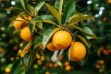 Olgunlaşmış meyve portakal ağaçlarıyla